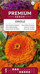 Zinnia Dahlia Flowered Oriole Seeds